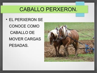 CABALLO PERXERON.

EL PERXERON SE
CONOCE COMO
CABALLO DE
MOVER CARGAS
PESADAS.
 
