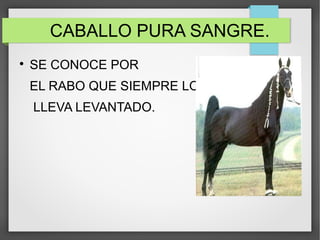 CABALLO PURA SANGRE.

SE CONOCE POR
EL RABO QUE SIEMPRE LO
LLEVA LEVANTADO.
 