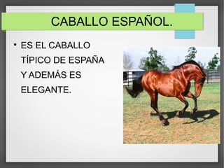 CABALLO ESPAÑOL.

ES EL CABALLO
TÍPICO DE ESPAÑA
Y ADEMÁS ES
ELEGANTE.
 