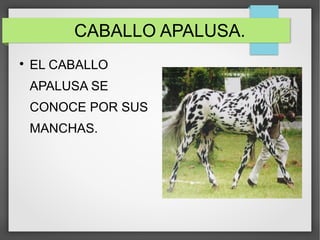 CABALLO APALUSA.

EL CABALLO
APALUSA SE
CONOCE POR SUS
MANCHAS.
 