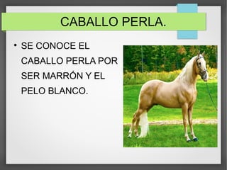 CABALLO PERLA.

SE CONOCE EL
CABALLO PERLA POR
SER MARRÓN Y EL
PELO BLANCO.
 
