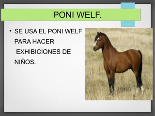 PONI WELF.

SE USA EL PONI WELF
PARA HACER
EXHIBICIONES DE
NIÑOS.
 