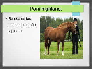 Poni highland.

Se usa en las
minas de estaño
y plomo.
 