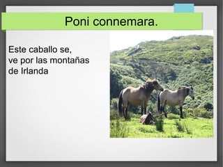 Poni connemara.
Este caballo se,
ve por las montañas
de Irlanda
 