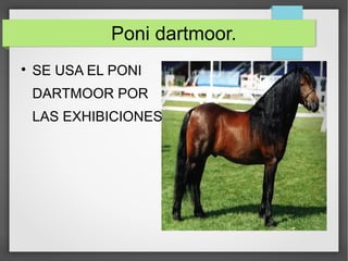 Poni dartmoor.

SE USA EL PONI
DARTMOOR POR
LAS EXHIBICIONES
 