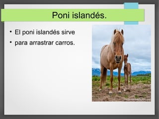 Poni islandés.

El poni islandés sirve

para arrastrar carros.
 