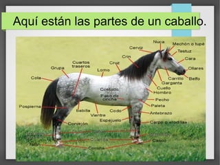 Aquí están las partes de un caballo.
 