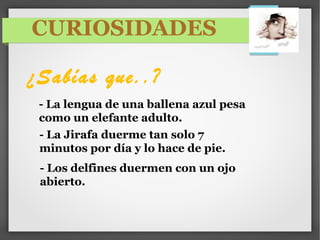 CURIOSIDADES
¿Sabías que..?
- La lengua de una ballena azul pesa
como un elefante adulto.
- La Jirafa duerme tan solo 7
minutos por día y lo hace de pie.
- Los delfines duermen con un ojo
abierto.
 