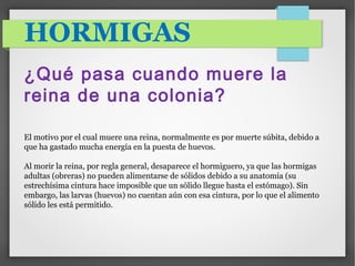 HORMIGAS
¿Qué pasa cuando muere la
reina de una colonia?
El motivo por el cual muere una reina, normalmente es por muerte súbita, debido a
que ha gastado mucha energía en la puesta de huevos.
Al morir la reina, por regla general, desaparece el hormiguero, ya que las hormigas
adultas (obreras) no pueden alimentarse de sólidos debido a su anatomía (su
estrechísima cintura hace imposible que un sólido llegue hasta el estómago). Sin
embargo, las larvas (huevos) no cuentan aún con esa cintura, por lo que el alimento
sólido les está permitido.
 