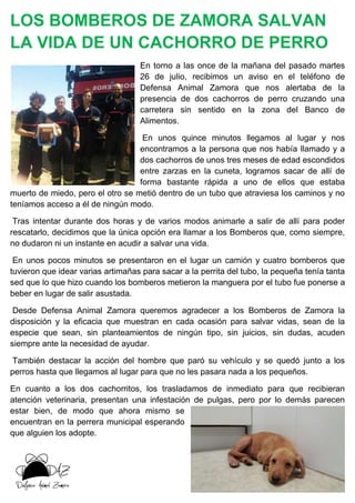 LOS BOMBEROS DE ZAMORA SALVAN
LA VIDA DE UN CACHORRO DE PERRO
En torno a las once de la mañana del pasado martes
26 de julio, recibimos un aviso en el teléfono de
Defensa Animal Zamora que nos alertaba de la
presencia de dos cachorros de perro cruzando una
carretera sin sentido en la zona del Banco de
Alimentos.
En unos quince minutos llegamos al lugar y nos
encontramos a la persona que nos había llamado y a
dos cachorros de unos tres meses de edad escondidos
entre zarzas en la cuneta, logramos sacar de allí de
forma bastante rápida a uno de ellos que estaba
muerto de miedo, pero el otro se metió dentro de un tubo que atraviesa los caminos y no
teníamos acceso a él de ningún modo.
Tras intentar durante dos horas y de varios modos animarle a salir de allí para poder
rescatarlo, decidimos que la única opción era llamar a los Bomberos que, como siempre,
no dudaron ni un instante en acudir a salvar una vida.
En unos pocos minutos se presentaron en el lugar un camión y cuatro bomberos que
tuvieron que idear varias artimañas para sacar a la perrita del tubo, la pequeña tenía tanta
sed que lo que hizo cuando los bomberos metieron la manguera por el tubo fue ponerse a
beber en lugar de salir asustada.
Desde Defensa Animal Zamora queremos agradecer a los Bomberos de Zamora la
disposición y la eficacia que muestran en cada ocasión para salvar vidas, sean de la
especie que sean, sin planteamientos de ningún tipo, sin juicios, sin dudas, acuden
siempre ante la necesidad de ayudar.
También destacar la acción del hombre que paró su vehículo y se quedó junto a los
perros hasta que llegamos al lugar para que no les pasara nada a los pequeños.
En cuanto a los dos cachorritos, los trasladamos de inmediato para que recibieran
atención veterinaria, presentan una infestación de pulgas, pero por lo demás parecen
estar bien, de modo que ahora mismo se
encuentran en la perrera municipal esperando
que alguien los adopte.
 