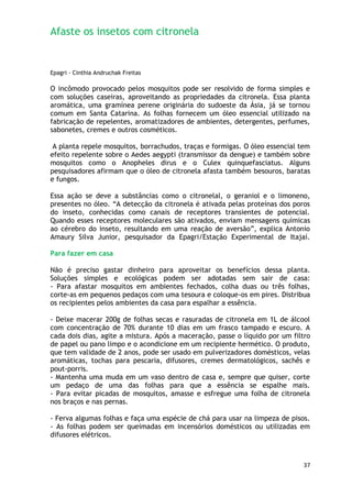 Afaste os insetos com citronela


Epagri - Cinthia Andruchak Freitas

O incômodo provocado pelos mosquitos pode ser resolvido de forma simples e
com soluções caseiras, aproveitando as propriedades da citronela. Essa planta
aromática, uma gramínea perene originária do sudoeste da Ásia, já se tornou
comum em Santa Catarina. As folhas fornecem um óleo essencial utilizado na
fabricação de repelentes, aromatizadores de ambientes, detergentes, perfumes,
sabonetes, cremes e outros cosméticos.

 A planta repele mosquitos, borrachudos, traças e formigas. O óleo essencial tem
efeito repelente sobre o Aedes aegypti (transmissor da dengue) e também sobre
mosquitos como o Anopheles dirus e o Culex quinquefasciatus. Alguns
pesquisadores afirmam que o óleo de citronela afasta também besouros, baratas
e fungos.

Essa ação se deve a substâncias como o citronelal, o geraniol e o limoneno,
presentes no óleo. ―A detecção da citronela é ativada pelas proteínas dos poros
do inseto, conhecidas como canais de receptores transientes de potencial.
Quando esses receptores moleculares são ativados, enviam mensagens químicas
ao cérebro do inseto, resultando em uma reação de aversão‖, explica Antonio
Amaury Silva Junior, pesquisador da Epagri/Estação Experimental de Itajaí.

Para fazer em casa

Não é preciso gastar dinheiro para aproveitar os benefícios dessa planta.
Soluções simples e ecológicas podem ser adotadas sem sair de casa:
- Para afastar mosquitos em ambientes fechados, colha duas ou três folhas,
corte-as em pequenos pedaços com uma tesoura e coloque-os em pires. Distribua
os recipientes pelos ambientes da casa para espalhar a essência.

- Deixe macerar 200g de folhas secas e rasuradas de citronela em 1L de álcool
com concentração de 70% durante 10 dias em um frasco tampado e escuro. A
cada dois dias, agite a mistura. Após a maceração, passe o líquido por um filtro
de papel ou pano limpo e o acondicione em um recipiente hermético. O produto,
que tem validade de 2 anos, pode ser usado em pulverizadores domésticos, velas
aromáticas, tochas para pescaria, difusores, cremes dermatológicos, sachês e
pout-porris.
- Mantenha uma muda em um vaso dentro de casa e, sempre que quiser, corte
um pedaço de uma das folhas para que a essência se espalhe mais.
- Para evitar picadas de mosquitos, amasse e esfregue uma folha de citronela
nos braços e nas pernas.

- Ferva algumas folhas e faça uma espécie de chá para usar na limpeza de pisos.
- As folhas podem ser queimadas em incensórios domésticos ou utilizadas em
difusores elétricos.



                                                                             37
 