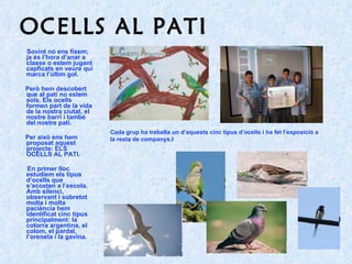 OCELLS AL PATI Sovint no ens fixem; ja és l’hora d’anar a classe o estem jugant capficats en veure qui marca l’últim gol.  Però hem descobert que al pati no estem sols. Els ocells formen part de la vida de la nostra ciutat, el nostre barri i també del nostre pati.  Per això ens hem proposat aquest projecte: ELS OCELLS AL PATI. En primer lloc estudiem els tipus d’ocells que s’acosten a l’escola. Amb silenci, observant i sobretot molta i molta paciència hem identificat cinc tipus principalment: la cotorra argentina, el colom, el pardal, l’oreneta i la gavina. Cada grup ha treballa un d’aquests cinc tipus d’ocells i ha fet l’exposició a la resta de companys.t 