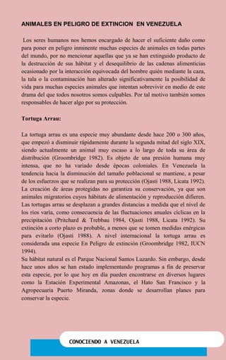 CONOCIENDO A VENEZUELA
ANIMALES EN PELIGRO DE EXTINCION EN VENEZUELA
Los seres humanos nos hemos encargado de hacer el suficiente daño como
para poner en peligro inminente muchas especies de animales en todas partes
del mundo, por no mencionar aquellas que ya se han extinguido producto de
la destrucción de sus hábitat y el desequilibrio de las cadenas alimenticias
ocasionado por la interacción equivocada del hombre quién mediante la caza,
la tala o la contaminación han alterado significativamente la posibilidad de
vida para muchas especies animales que intentan sobrevivir en medio de este
drama del que todos nosotros somos culpables. Por tal motivo también somos
responsables de hacer algo por su protección.
Tortuga Arrau:
La tortuga arrau es una especie muy abundante desde hace 200 o 300 años,
que empezó a disminuir rápidamente durante la segunda mitad del siglo XIX,
siendo actualmente un animal muy escaso a lo largo de toda su área de
distribución (Groombridge 1982). Es objeto de una presión humana muy
intensa, que no ha variado desde épocas coloniales. En Venezuela la
tendencia hacia la disminución del tamaño poblacional se mantiene, a pesar
de los esfuerzos que se realizan para su protección (Ojasti 1988, Licata 1992).
La creación de áreas protegidas no garantiza su conservación, ya que son
animales migratorios cuyos hábitats de alimentación y reproducción difieren.
Las tortugas arrau se desplazan a grandes distancias a medida que el nivel de
los ríos varía, como consecuencia de las fluctuaciones anuales cíclicas en la
precipitación (Pritchard & Trebbau 1984, Ojasti 1988, Licata 1992). Su
extinción a corto plazo es probable, a menos que se tomen medidas enérgicas
para evitarlo (Ojasti 1988). A nivel internacional la tortuga arrau es
considerada una especie En Peligro de extinción (Groombridge 1982, IUCN
1994).
Su hábitat natural es el Parque Nacional Santos Luzardo. Sin embargo, desde
hace unos años se han estado implementando programas a fin de preservar
esta especie, por lo que hoy en día pueden encontrarse en diversos lugares
como la Estación Experimental Amazonas, el Hato San Francisco y la
Agropecuaria Puerto Miranda, zonas donde se desarrollan planes para
conservar la especie.
 