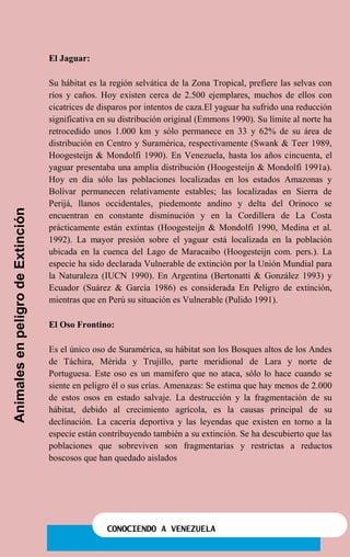 CONOCIENDO A VENEZUELA
El Jaguar:
Su hábitat es la región selvática de la Zona Tropical, prefiere las selvas con
ríos y caños. Hoy existen cerca de 2.500 ejemplares, muchos de ellos con
cicatrices de disparos por intentos de caza.El yaguar ha sufrido una reducción
significativa en su distribución original (Emmons 1990). Su límite al norte ha
retrocedido unos 1.000 km y sólo permanece en 33 y 62% de su área de
distribución en Centro y Suramérica, respectivamente (Swank & Teer 1989,
Hoogesteijn & Mondolfi 1990). En Venezuela, hasta los años cincuenta, el
yaguar presentaba una amplia distribución (Hoogesteijn & Mondolfi 1991a).
Hoy en día sólo las poblaciones localizadas en los estados Amazonas y
Bolívar permanecen relativamente estables; las localizadas en Sierra de
Perijá, llanos occidentales, piedemonte andino y delta del Orinoco se
encuentran en constante disminución y en la Cordillera de La Costa
prácticamente están extintas (Hoogesteijn & Mondolfi 1990, Medina et al.
1992). La mayor presión sobre el yaguar está localizada en la población
ubicada en la cuenca del Lago de Maracaibo (Hoogesteijn com. pers.). La
especie ha sido declarada Vulnerable de extinción por la Unión Mundial para
la Naturaleza (IUCN 1990). En Argentina (Bertonatti & González 1993) y
Ecuador (Suárez & García 1986) es considerada En Peligro de extinción,
mientras que en Perú su situación es Vulnerable (Pulido 1991).
El Oso Frontino:
Es el único oso de Suramérica, su hábitat son los Bosques altos de los Andes
de Táchira, Mérida y Trujillo, parte meridional de Lara y norte de
Portuguesa. Este oso es un mamífero que no ataca, sólo lo hace cuando se
siente en peligro él o sus crías. Amenazas: Se estima que hay menos de 2.000
de estos osos en estado salvaje. La destrucción y la fragmentación de su
hábitat, debido al crecimiento agrícola, es la causas principal de su
declinación. La cacería deportiva y las leyendas que existen en torno a la
especie están contribuyendo también a su extinción. Se ha descubierto que las
poblaciones que sobreviven son fragmentarias y restrictas a reductos
boscosos que han quedado aislados
AnimalesenpeligrodeExtinción
 