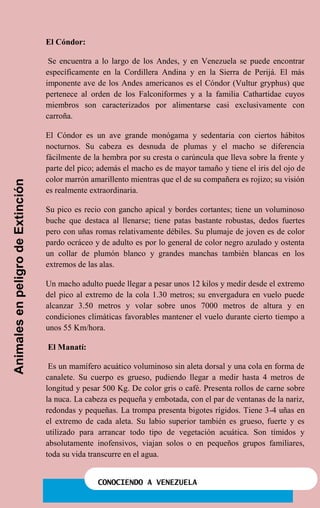 CONOCIENDO A VENEZUELA
El Cóndor:
Se encuentra a lo largo de los Andes, y en Venezuela se puede encontrar
específicamente en la Cordillera Andina y en la Sierra de Perijá. El más
imponente ave de los Andes americanos es el Cóndor (Vultur gryphus) que
pertenece al orden de los Falconiformes y a la familia Cathartidae cuyos
miembros son caracterizados por alimentarse casi exclusivamente con
carroña.
El Cóndor es un ave grande monógama y sedentaria con ciertos hábitos
nocturnos. Su cabeza es desnuda de plumas y el macho se diferencia
fácilmente de la hembra por su cresta o carúncula que lleva sobre la frente y
parte del pico; además el macho es de mayor tamaño y tiene el iris del ojo de
color marrón amarillento mientras que el de su compañera es rojizo; su visión
es realmente extraordinaria.
Su pico es recio con gancho apical y bordes cortantes; tiene un voluminoso
buche que destaca al llenarse; tiene patas bastante robustas, dedos fuertes
pero con uñas romas relativamente débiles. Su plumaje de joven es de color
pardo ocráceo y de adulto es por lo general de color negro azulado y ostenta
un collar de plumón blanco y grandes manchas también blancas en los
extremos de las alas.
Un macho adulto puede llegar a pesar unos 12 kilos y medir desde el extremo
del pico al extremo de la cola 1.30 metros; su envergadura en vuelo puede
alcanzar 3.50 metros y volar sobre unos 7000 metros de altura y en
condiciones climáticas favorables mantener el vuelo durante cierto tiempo a
unos 55 Km/hora.
El Manatí:
Es un mamífero acuático voluminoso sin aleta dorsal y una cola en forma de
canalete. Su cuerpo es grueso, pudiendo llegar a medir hasta 4 metros de
longitud y pesar 500 Kg. De color gris o café. Presenta rollos de carne sobre
la nuca. La cabeza es pequeña y embotada, con el par de ventanas de la nariz,
redondas y pequeñas. La trompa presenta bigotes rígidos. Tiene 3-4 uñas en
el extremo de cada aleta. Su labio superior también es grueso, fuerte y es
utilizado para arrancar todo tipo de vegetación acuática. Son tímidos y
absolutamente inofensivos, viajan solos o en pequeños grupos familiares,
toda su vida transcurre en el agua.
AnimalesenpeligrodeExtinción
 