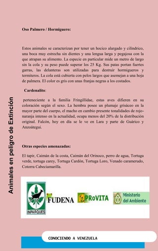 CONOCIENDO A VENEZUELA
AnimalesenpeligrodeExtinción
Oso Palmero / Hormiguero:
Estos animales se caracterizan por tener un hocico alargado y cilíndrico,
una boca muy estrecha sin dientes y una lengua larga y pegajosa con la
que atrapan su alimento. La especie en particular mide un metro de largo
sin la cola y su peso puede superar los 25 Kg. Sus patas portan fuertes
garras, las delanteras son utilizadas para destruir hormigueros y
termiteros. La cola está cubierta con pelos largos que asemejan a una hoja
de palmera. El color es gris con unas franjas negras a los costados.
Cardenalito:
perteneciente a la familia Fringillidae, estas aves difieren en su
coloración según el sexo. La hembra posee un plumaje grisáceo en la
mayor parte del cuerpo, el macho en cambio presente tonalidades de rojo-
naranja intenso en la actualidad, ocupa menos del 20% de la distribución
original. Falcón, hoy en día se le ve en Lara y parte de Guárico y
Anzoátegui.
Otras especies amenazadas:
El tapir, Caimán de la costa, Caimán del Orinoco, perro de agua, Tortuga
verde, tortuga carey, Tortuga Cardón, Tortuga Loro, Venado caramerudo,
Cotorra Cabeciamarilla.
 