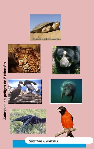 CONOCIENDO A VENEZUELA
AnimalesenpeligrodeExtinción
 