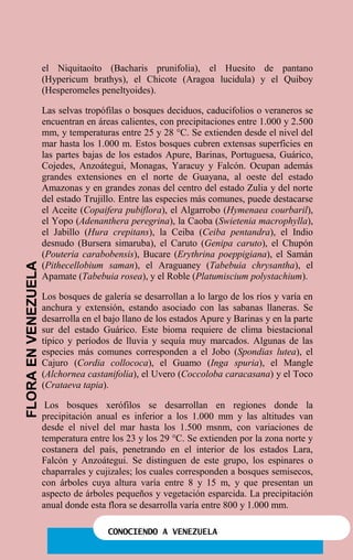 CONOCIENDO A VENEZUELA
el Niquitaoíto (Bacharis prunifolia), el Huesito de pantano
(Hypericum brathys), el Chicote (Aragoa lucidula) y el Quiboy
(Hesperomeles peneltyoides).
Las selvas tropófilas o bosques deciduos, caducifolios o veraneros se
encuentran en áreas calientes, con precipitaciones entre 1.000 y 2.500
mm, y temperaturas entre 25 y 28 °C. Se extienden desde el nivel del
mar hasta los 1.000 m. Estos bosques cubren extensas superficies en
las partes bajas de los estados Apure, Barinas, Portuguesa, Guárico,
Cojedes, Anzoátegui, Monagas, Yaracuy y Falcón. Ocupan además
grandes extensiones en el norte de Guayana, al oeste del estado
Amazonas y en grandes zonas del centro del estado Zulia y del norte
del estado Trujillo. Entre las especies más comunes, puede destacarse
el Aceite (Copaifera pubiflora), el Algarrobo (Hymenaea courbaril),
el Yopo (Adenanthera peregrina), la Caoba (Swietenia macrophylla),
el Jabillo (Hura crepitans), la Ceiba (Ceiba pentandra), el Indio
desnudo (Bursera simaruba), el Caruto (Genipa caruto), el Chupón
(Pouteria carabobensis), Bucare (Erythrina poeppigiana), el Samán
(Pithecellobium saman), el Araguaney (Tabebuia chrysantha), el
Apamate (Tabebuia rosea), y el Roble (Platumiscium polystachium).
Los bosques de galería se desarrollan a lo largo de los ríos y varía en
anchura y extensión, estando asociado con las sabanas llaneras. Se
desarrolla en el bajo llano de los estados Apure y Barinas y en la parte
sur del estado Guárico. Este bioma requiere de clima biestacional
típico y períodos de lluvia y sequía muy marcados. Algunas de las
especies más comunes corresponden a el Jobo (Spondias lutea), el
Cajuro (Cordia collococa), el Guamo (Inga spuria), el Mangle
(Alchornea castanifolia), el Uvero (Coccoloba caracasana) y el Toco
(Crataeva tapia).
Los bosques xerófilos se desarrollan en regiones donde la
precipitación anual es inferior a los 1.000 mm y las altitudes van
desde el nivel del mar hasta los 1.500 msnm, con variaciones de
temperatura entre los 23 y los 29 °C. Se extienden por la zona norte y
costanera del país, penetrando en el interior de los estados Lara,
Falcón y Anzoátegui. Se distinguen de este grupo, los espinares o
chaparrales y cujizales; los cuales corresponden a bosques semisecos,
con árboles cuya altura varía entre 8 y 15 m, y que presentan un
aspecto de árboles pequeños y vegetación esparcida. La precipitación
anual donde esta flora se desarrolla varía entre 800 y 1.000 mm.
FLORAENVENEZUELA
 