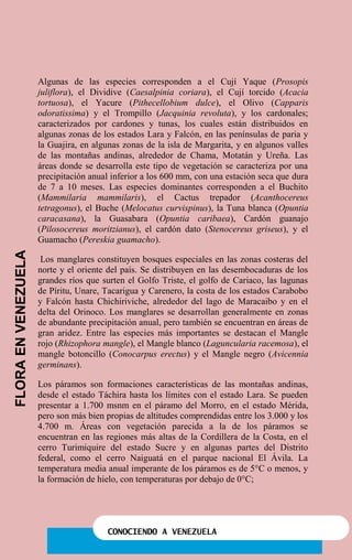 CONOCIENDO A VENEZUELA
Algunas de las especies corresponden a el Cují Yaque (Prosopis
juliflora), el Dividive (Caesalpinia coriara), el Cují torcido (Acacia
tortuosa), el Yacure (Pithecellobium dulce), el Olivo (Capparis
odoratissima) y el Trompillo (Jacquinia revoluta), y los cardonales;
caracterizados por cardones y tunas, los cuales están distribuidos en
algunas zonas de los estados Lara y Falcón, en las penínsulas de paria y
la Guajira, en algunas zonas de la isla de Margarita, y en algunos valles
de las montañas andinas, alrededor de Chama, Motatán y Ureña. Las
áreas donde se desarrolla este tipo de vegetación se caracteriza por una
precipitación anual inferior a los 600 mm, con una estación seca que dura
de 7 a 10 meses. Las especies dominantes corresponden a el Buchito
(Mammilaria mammilaris), el Cactus trepador (Acanthocereus
tetragonus), el Buche (Melocatus curvispinus), la Tuna blanca (Opuntia
caracasana), la Guasabara (Opuntia caribaea), Cardón guanajo
(Pilosocereus moritzianus), el cardón dato (Stenocereus griseus), y el
Guamacho (Pereskia guamacho).
Los manglares constituyen bosques especiales en las zonas costeras del
norte y el oriente del país. Se distribuyen en las desembocaduras de los
grandes ríos que surten el Golfo Triste, el golfo de Cariaco, las lagunas
de Píritu, Unare, Tacarigua y Carenero, la costa de los estados Carabobo
y Falcón hasta Chichiriviche, alrededor del lago de Maracaibo y en el
delta del Orinoco. Los manglares se desarrollan generalmente en zonas
de abundante precipitación anual, pero también se encuentran en áreas de
gran aridez. Entre las especies más importantes se destacan el Mangle
rojo (Rhizophora mangle), el Mangle blanco (Laguncularia racemosa), el
mangle botoncillo (Conocarpus erectus) y el Mangle negro (Avicennia
germinans).
Los páramos son formaciones características de las montañas andinas,
desde el estado Táchira hasta los límites con el estado Lara. Se pueden
presentar a 1.700 msnm en el páramo del Morro, en el estado Mérida,
pero son más bien propias de altitudes comprendidas entre los 3.000 y los
4.700 m. Áreas con vegetación parecida a la de los páramos se
encuentran en las regiones más altas de la Cordillera de la Costa, en el
cerro Turimiquire del estado Sucre y en algunas partes del Distrito
federal, como el cerro Naiguatá en el parque nacional El Ávila. La
temperatura media anual imperante de los páramos es de 5°C o menos, y
la formación de hielo, con temperaturas por debajo de 0°C;
FLORAENVENEZUELA
 