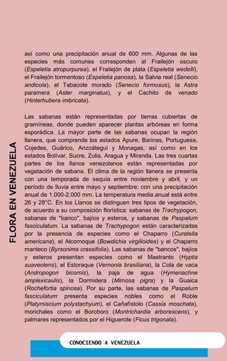 CONOCIENDO A VENEZUELA
así como una precipitación anual de 600 mm. Algunas de las
especies más comunes corresponden al Frailejón oscuro
(Espeletia atropurpurea), el Frailejón de plata (Espeletia wedelli),
el Frailejón tormentoso (Espeletia panosa), la Salvia real (Senecio
andicola), el Tabacote morado (Senecio formosus), la Astra
paramera (Aster marginatus), y el Cachito de venado
(Hinterhubera imbricata).
Las sabanas están representadas por tierras cubiertas de
gramíneas, donde pueden aparecer plantas arbóreas en forma
esporádica. La mayor parte de las sabanas ocupan la región
llanera, que comprende los estados Apure, Barinas, Portuguesa,
Cojedes, Guárico, Anzoátegui y Monagas, así como en los
estados Bolívar, Sucre, Zulia, Aragua y Miranda. Las tres cuartas
partes de los llanos venezolanos están representadas por
vegetación de sabana. El clima de la región llanera se presenta
con una temporada de sequía entre noviembre y abril, y un
período de lluvia entre mayo y septiembre; con una precipitación
anual de 1.000-2.000 mm. La temperatura media anual está entre
26 y 28°C. En los Llanos se distinguen tres tipos de vegetación,
de acuerdo a su composición florística: sabanas de Trachypogon,
sabanas de "banco", bajíos y esteros, y sabanas de Paspalum
fasciculatum. La sabanas de Trachypogon están caracterizadas
por la presencia de especies como el Chaparro (Curatella
americana), el Alcornoque (Bowdichia virgilioides) y el Chaparro
manteco (Byrsonima crassifolia). Las sabanas de "bancos", bajíos
y esteros presentan especies como el Mastranto (Hyptis
suaveolens), el Estoraque (Vernonia brasiliana), la Cola de vaca
(Andropogon bicornis), la paja de agua (Hymenachne
amplexicaulis), la Dormidera (Mimosa pigra) y la Guaica
(Rochefortia spinosa). Por su parte, las sabanas de Paspalum
fasciculatum presenta especies nobles como el Roble
(Platymiscium polystachyum), el Cañafístolo (Cassia moschata),
morichales como el Boroboro (Montrichardia arborescens), y
palmares representados por el Higuerote (Ficus trigonata).
Las "sabanas de tepuyes" se presentan en las tierras altas de
Guayana, específicamente en los estados Bolívar y amazonas, en
FLORAENVENEZUELA
 