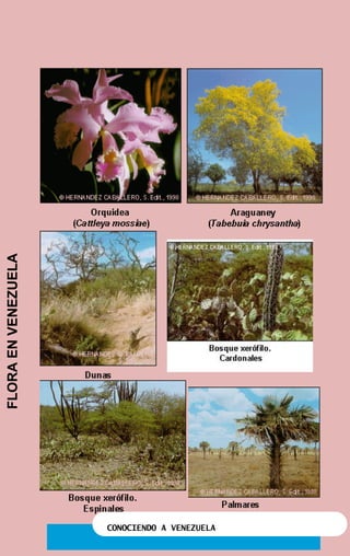 CONOCIENDO A VENEZUELA
FLORAENVENEZUELA
 