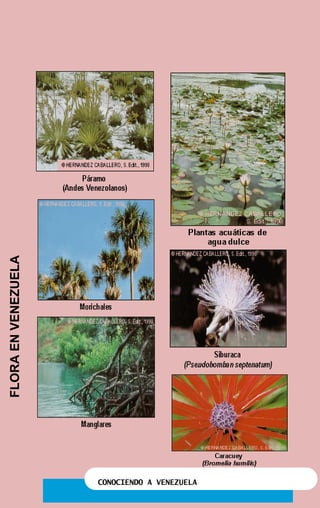 CONOCIENDO A VENEZUELA
Página 2
FLORAENVENEZUELA
 