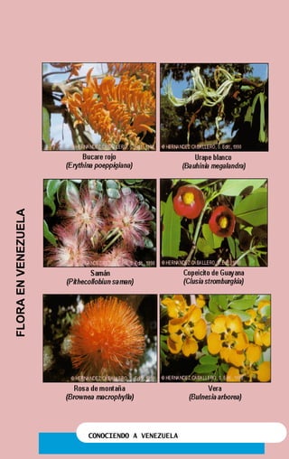 CONOCIENDO A VENEZUELA
FLORAENVENEZUELA
Página 2
 