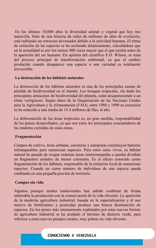 CONOCIENDO A VENEZUELA
En los últimos 10,000 años la diversidad animal y vegetal que hoy nos
maravilla, fruto de una historia de miles de millones de años de evolución,
está sufriendo un retroceso devastador debido a la actividad humana. El ritmo
de extinción de las especies se ha acelerado drásticamente, calculándose que
en la actualidad es por los menos 400 veces mayor que el que existía antes de
la aparición del ser humano. En opinión del científico E.O. Wilson, se trata
del proceso principal de transformación ambiental, ya que el cambio
producido cuando desaparece una especie o una variedad es totalmente
irreversible.
La destrucción de los hábitats naturales
La destrucción de los hábitats naturales es una de las principales causas de
pérdida de biodiversidad en el mundo. Los bosques tropicales, sin duda los
principales almacenes de biodiversidad del planeta, están desapareciendo a un
ritmo vertiginoso. Según datos de la Organización de las Naciones Unidas
para la Agricultura y la Alimentación (FAO), entre 1980 y 1990 su extensión
se ha reducido a una media de 15.4 millones de Has. al año.
La deforestación de las áreas tropicales es, en gran medida, responsabilidad
de los países desarrollados, ya que son éstos los principales consumidores de
las maderas extraídas de estas zonas.
Fragmentación
Campos de cultivo, áreas urbanas, carreteras y autopistas constituyen barreras
infranqueables para numerosas especies. Para estos seres vivos, su hábitat
natural ha pasado de ocupar extensas áreas ininterrumpidas a quedar dividido
en fragmentos aislados de menor extensión. Es el efecto conocido como
fragmentación de los hábitats, responsable de la extinción local de numerosas
especies. Cuando un cierto número de individuos de una especie queda
confinado en una pequeña porción de territorio.
Campos sin vida
Algunos paisajes rurales tradicionales han sabido combinar de forma
admirable la producción con la conservación de la vida silvestre. La aparición
de la moderna agricultura industrial, basada en la especialización y el uso
masivo de fertilizantes y pesticidas produce una brusca disminución de
especies. En los países más intensamente explotados por estas nuevas formas
de agricultura industrial se ha acuñado el término de desierto verde, para
referirse a estos nuevos paisajes rurales, muy pobres en vida silvestre.
 