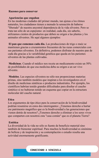 CONOCIENDO A VENEZUELA
Razones para conservar
Apariencias que engañan
En las modernas ciudades del primer mundo, tan ajenas a los ritmos
naturales, los ciudadanos tienen a menudo la sensación de haberse
"liberado" de nuestra ancestral dependencia de la vida silvestre. Pero se
trata tan sólo de un espejismo: en realidad, cada día, sin saberlo,
utilizamos cientos de productos que deben su origen a las plantas y los
animales silvestres. He aquí algunos ejemplos:
El pan que comemos cada día. Las producciones de trigo o maíz se
mantienen gracias a cruzamientos frecuentes de las razas comerciales con
sus parientes silvestres. En definitiva, podemos disfrutar de nuestro pan de
cada día gracias a la variabilidad genética que queda en los parientes
silvestres de las plantas cultivadas.
Medicinas. Cuando el médico nos receta un medicamento existe un 50%
de posibilidades de que esa medicina deba su origen a un ser vivo
silvestre.
Modelos. Las especies silvestres no sólo nos proporcionan materias
primas, sino también modelos que inspiran a los investigadores en el
diseño de medicinas sintéticas o productos industriales. Por ejemplo, los
científicos habrían tenido grandes dificultades para diseñar el caucho
sintético si no hubieran tenido un esquema que copiar en la estructura
molecular del caucho natural.
Etica
Los argumentos de tipo ético para la conservación de la biodiversidad
podrían resumirse en estos dos interrogantes: ¿Tenemos derecho a hurtar
ese patrimonio magnífico que es la biodiversidad a las generaciones que
vienen detrás de nosotros? ¿Tenemos derecho a eliminar a los seres vivos
que comparten con nosotros esta "casa común" que es el planeta Tierra?
Estética
La diversidad de la vida no sólo es fuente de beneficio material sino
también de bienestar espiritual. Para muchos la biodiversidad es sinónimo
de belleza y de inspiración y su contemplación o estudio resulta una
actividad enormemente gratificante.
 