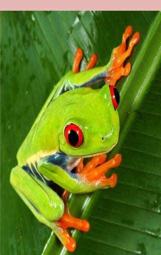 CONOCIENDO A VENEZUELA
 