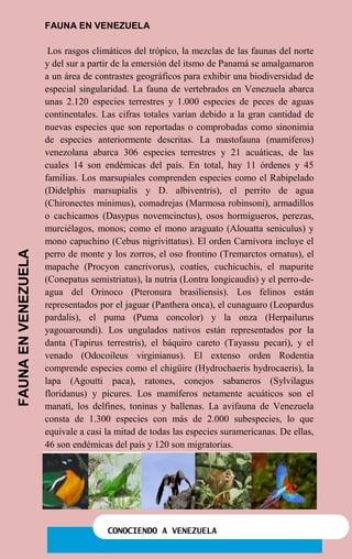 CONOCIENDO A VENEZUELA
FAUNA EN VENEZUELA
Los rasgos climáticos del trópico, la mezclas de las faunas del norte
y del sur a partir de la emersión del itsmo de Panamá se amalgamaron
a un área de contrastes geográficos para exhibir una biodiversidad de
especial singularidad. La fauna de vertebrados en Venezuela abarca
unas 2.120 especies terrestres y 1.000 especies de peces de aguas
continentales. Las cifras totales varían debido a la gran cantidad de
nuevas especies que son reportadas o comprobadas como sinonimia
de especies anteriormente descritas. La mastofauna (mamíferos)
venezolana abarca 306 especies terrestres y 21 acuáticas, de las
cuales 14 son endémicas del país. En total, hay 11 órdenes y 45
familias. Los marsupiales comprenden especies como el Rabipelado
(Didelphis marsupialis y D. albiventris), el perrito de agua
(Chironectes minimus), comadrejas (Marmosa robinsoni), armadillos
o cachicamos (Dasypus novemcinctus), osos hormigueros, perezas,
murciélagos, monos; como el mono araguato (Alouatta seniculus) y
mono capuchino (Cebus nigrivittatus). El orden Carnívora incluye el
perro de monte y los zorros, el oso frontino (Tremarctos ornatus), el
mapache (Procyon cancrivorus), coatíes, cuchicuchis, el mapurite
(Conepatus semistriatus), la nutria (Lontra longicaudis) y el perro-de-
agua del Orinoco (Pteronura brasiliensis). Los felinos están
representados por el jaguar (Panthera onca), el cunaguaro (Leopardus
pardalis), el puma (Puma concolor) y la onza (Herpailurus
yagouaroundi). Los ungulados nativos están representados por la
danta (Tapirus terrestris), el báquiro careto (Tayassu pecari), y el
venado (Odocoileus virginianus). El extenso orden Rodentia
comprende especies como el chigüire (Hydrochaeris hydrocaeris), la
lapa (Agoutti paca), ratones, conejos sabaneros (Sylvilagus
floridanus) y picures. Los mamíferos netamente acuáticos son el
manatí, los delfines, toninas y ballenas. La avifauna de Venezuela
consta de 1.300 especies con más de 2.000 subespecies, lo que
equivale a casi la mitad de todas las especies suramericanas. De ellas,
46 son endémicas del país y 120 son migratorias.
FAUNAENVENEZUELA
 