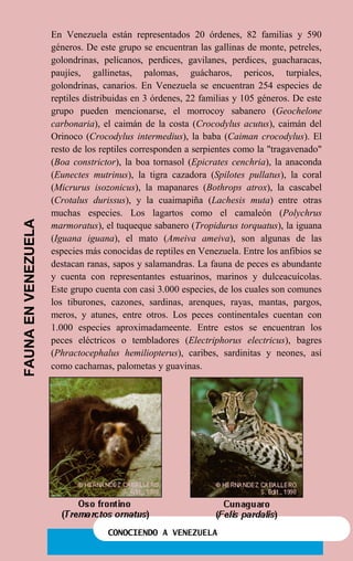 CONOCIENDO A VENEZUELA
En Venezuela están representados 20 órdenes, 82 familias y 590
géneros. De este grupo se encuentran las gallinas de monte, petreles,
golondrinas, pelícanos, perdices, gavilanes, perdices, guacharacas,
paujíes, gallinetas, palomas, guácharos, pericos, turpiales,
golondrinas, canarios. En Venezuela se encuentran 254 especies de
reptiles distribuidas en 3 órdenes, 22 familias y 105 géneros. De este
grupo pueden mencionarse, el morrocoy sabanero (Geochelone
carbonaria), el caimán de la costa (Crocodylus acutus), caimán del
Orinoco (Crocodylus intermedius), la baba (Caiman crocodylus). El
resto de los reptiles corresponden a serpientes como la "tragavenado"
(Boa constrictor), la boa tornasol (Epicrates cenchria), la anaconda
(Eunectes mutrinus), la tigra cazadora (Spilotes pullatus), la coral
(Micrurus isozonicus), la mapanares (Bothrops atrox), la cascabel
(Crotalus durissus), y la cuaimapiña (Lachesis muta) entre otras
muchas especies. Los lagartos como el camaleón (Polychrus
marmoratus), el tuqueque sabanero (Tropidurus torquatus), la iguana
(Iguana iguana), el mato (Ameiva ameiva), son algunas de las
especies más conocidas de reptiles en Venezuela. Entre los anfibios se
destacan ranas, sapos y salamandras. La fauna de peces es abundante
y cuenta con representantes estuarinos, marinos y dulceacuícolas.
Este grupo cuenta con casi 3.000 especies, de los cuales son comunes
los tiburones, cazones, sardinas, arenques, rayas, mantas, pargos,
meros, y atunes, entre otros. Los peces continentales cuentan con
1.000 especies aproximadameente. Entre estos se encuentran los
peces eléctricos o tembladores (Electriphorus electricus), bagres
(Phractocephalus hemiliopterus), caribes, sardinitas y neones, así
como cachamas, palometas y guavinas.
FAUNAENVENEZUELA
 