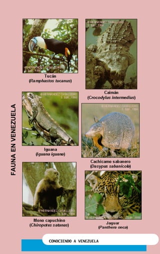 CONOCIENDO A VENEZUELA
FAUNAENVENEZUELA
 