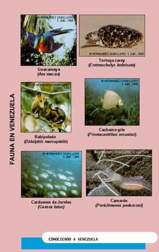 CONOCIENDO A VENEZUELA
FAUNAENVENEZUELA
 