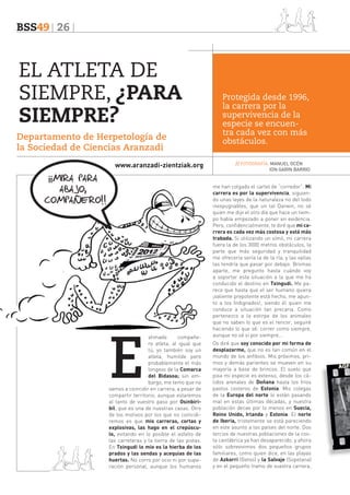 BSS49 26

EL ATLETA DE
SIEMPRE, ¿PARA
SIEMPRE?
Departamento de Herpetología de
la Sociedad de Ciencias Aranzadi
www.aranzadi-zientziak.org

¡¡MIRA PARA
ABAJO,
COMPAÑERO!!

E

stimado
compañero atleta, al igual que
tú, yo también soy un
atleta, humilde pero
probablemente el más
longevo de la Comarca
del Bidasoa; sin embargo, me temo que no
vamos a coincidir en carrera, a pesar de
compartir territorio, aunque estaremos
al tanto de vuestro paso por Osinbiribil, que es una de nuestras casas. Otro
de los motivos por los que no coincidiremos es que mis carreras, cortas y
explosivas, las hago en el crepúsculo, evitando en lo posible el asfalto de
las carreteras y la tierra de las pistas.
En Txingudi lo mío es la hierba de los
prados y las sendas y acequias de las
huertas. No corro por ocio ni por superación personal, aunque los humanos

Protegida desde 1996,
la carrera por la
supervivencia de la
especie se encuentra cada vez con más
obstáculos.
// FOTOGRAFÍA: MANUEL OCÉN
ION GARIN BARRIO

me han colgado el cartel de “corredor”. Mi
carrera es por la supervivencia, siguiendo unas leyes de la naturaleza no del todo
inexpugnables, que un tal Darwin, no sé
quien me dijo el otro día que hace un tiempo había empezado a poner en evidencia.
Pero, confidencialmente, te diré que mi carrera es cada vez más costosa y está más
trabada. Si utilizando un símil, mi carrera
fuera la de los 3000 metros obstáculos, la
parte que más seguridad y tranquilidad
me ofrecería sería la de la ría, y las vallas
las tendría que pasar por debajo. Bromas
aparte, me pregunto hasta cuándo voy
a soportar esta situación a la que me ha
conducido el destino en Txingudi. Me parece que hasta que el ser humano quiera
¡valiente prepotente está hecho, me apunto a los Indignados!, siendo él quien me
conduce a situación tan precaria. Como
pertenezco a la estirpe de los animales
que no saben lo que es el rencor, seguiré
haciendo lo que sé: correr como siempre,
aunque no sé si por siempre...
Os diré que soy conocido por mi forma de
desplazarme, que no es tan común en el
mundo de los anfibios. Mis próximos, primos y demás parientes se mueven en su
mayoría a base de brincos. El suelo que
pisa mi especie es extenso, desde los cálidos arenales de Doñana hasta los fríos
pastos costeros de Estonia. Mis colegas
de la Europa del norte lo están pasando
mal en estas últimas décadas, y nuestra
población decae por lo menos en Suecia,
Reino Unido, Irlanda y Estonia. El norte
de Iberia, tristemente se está pareciendo
en este asunto a los países del norte. Dos
tercios de nuestras poblaciones de la costa cantábrica ya han desaparecido, y ahora
sólo sobrevivimos dos pequeños grupos
familiares, como quien dice, en las playas
de Azkorri (Getxo) y la Salvaje (Sopelana)
y en el pequeño tramo de vuestra carrera,

 