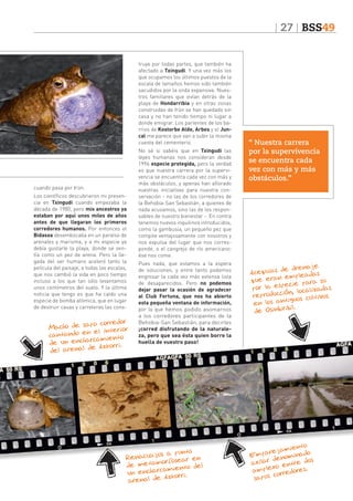 27 BSS49
truye por todas partes, que también ha
afectado a Txingudi. Y una vez más los
que ocupamos los últimos puestos de la
escala de tamaños hemos sido también
sacudidos por la onda expansiva. Nuestros familiares que vivían detrás de la
playa de Hondarribia y en otras zonas
construidas de Irún se han quedado sin
casa y no han tenido tiempo ni lugar a
donde emigrar. Los parientes de los barrios de Kostorbe Alde, Arbes y el Juncal me parece que van a subir la misma
cuesta del cementerio.

cuando pasa por Irún.
Los científicos descubrieron mi presencia en Txingudi cuando empezaba la
década de 1980, pero mis ancestros ya
estaban por aquí unos miles de años
antes de que llegaran los primeros
corredores humanos. Por entonces el
Bidasoa desembocaba en un paraíso de
arenales y marisma, y a mi especie ya
debía gustarle la playa, donde se sentía como un pez de arena. Pero la llegada del ser humano aceleró tanto la
película del paisaje, a todas las escalas,
que nos cambió la vida en poco tiempo
incluso a los que tan sólo levantamos
unos centímetros del suelo. Y la última
noticia que tengo es que ha caído una
especie de bomba atómica, que en lugar
de destruir casas y carreteras las cons-

po corredor
Macho de sa
el interior
cantando en
rcamiento
de un encha
Azkorri.
del arenal de

No sé si sabéis que en Txingudi las
leyes humanas nos consideran desde
1996 especie protegida, pero la verdad
es que nuestra carrera por la supervivencia se encuentra cada vez con más y
más obstáculos, y apenas han aflorado
vuestras iniciativas para nuestra conservación - no las de los corredores de
la Behobia-San Sebastián, a quienes de
nada acusamos, sino las de los responsables de nuestro bienestar -. En contra
tenemos nuevos inquilinos introducidos,
como la gambusia, un pequeño pez que
compite ventajosamente con nosotros y
nos expulsa del lugar que nos corresponde, o el cangrejo de río americano:
ése nos come.
Pues nada, que estamos a la espera
de soluciones, y entre tanto podemos
engrosar la cada vez más extensa lista
de desaparecidos. Pero no podemos
dejar pasar la ocasión de agradecer
al Club Fortuna, que nos ha abierto
esta pequeña ventana de información,
por la que hemos podido asomarnos
a los corredores participantes de la
Behobia-San Sebastián, para decirles
¡corred disfrutando de la naturaleza, pero que sea ésta quien borre la
huella de vuestro paso!

o
os a punt
Renacuaj
r en
orfosea
de metam
el
amiento d
un encharc korri.
Az
arenal de

“ Nuestra carrera
por la supervivencia
se encuentra cada
vez con más y más
obstáculos.”

e drenaje
Acequias d
s
empleada
que eran
su
ecie para
por la esp
as
, localizad
producción
re
os
iguos cultiv
en los ant
bil.
de Osinbiri

nto
jamie
mpare ominado
E
den
dos
axilar
entre
plexo
s.
am
edore
s corr
sapo

 