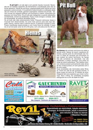 10 www.reportercapixaba.com
	 O pit bull é um cão ágil e com grande impulso muscular. Neces-
sita de um trabalho específico de treinamento e socialização para não se
tornar agressivo. Diante de sua força, a agressividade pode colocar em risco
pessoas e outros animais. O cruzamento indiscriminado e a utilização deste
cão em rinhas de combate, geraram exemplares violentos de pit bulls. De-
vem circular em espaços públicos com focinheira e coleira, conduzidos por
pessoas com força física. Os pit bulls são inteligentes e quando adestrados
corretamente, tornam-se obedientes. Possui muita energia e vontade, além
de necessidade, de praticar atividades físicas.
Os pit bulls são cães extremamente fortes. Possuem estruturas óssea e
muscular bem desenvolvidas. As cores mais comuns para esta raça são:
preta, branca, marrom claro e marrom escuro. O pescoço é grosso e curto.
Possui mandíbulas desenvolvidas e com muita força na mordida. O peso
de um pit bull pode variar de 30 a 50 quilos, com uma altura de 35 a 50 cm.
Pit Bull Terrier
Hiena utilizada
como cão na África.
As hienas são animais carnívoros de médio a
grande porte. Apesar de serem caçadores efi-
cientes, grande parte da alimentação das hie-
nas é à base de carcaças que encontram ou
que roubam de outros carnívoros. As hienas
não são corredoras de velocidade, mas são
resistentes e podem perseguir uma presa ao
longo de vários quilômetros. Têm hábitos notur-
nos, embora possam pontualmente estar ativas
de dia. A hiena produz um som parecido com o
de uma risada.
Suas sociedades são dominadas pelas fême-
as. Vivem em clãs de até quarenta animais. O
grupo surgiu há cerca de 10 milhões de anos,
chegando até nove espécies que viviam na Eu-
ropa, Ásia e África. As variedades européias
extinguiram-se no fim da Idade do Gelo.
Hienas
Pit Bull
e.:~a n ·1- a. ~
~~
~~
Materiais de Construção - MateriaisElétricos -Materias de Segurança - Rações
3511-6095 9986-3811
São Joaquim - Cachoeiro de ltapemirim - ES
RAVEt~Rações e Produtos Veterinários ,;;,<t
Venda de pequenos animais .,..
Salão de Banho e Tosa
Assistência Veterinária
12') 3521 5669
/Z~} 9il13 · 8099
Praça Pedro Cuevas Jr 30 - Centro
Cachoeiro de ltapemmm • ES
 