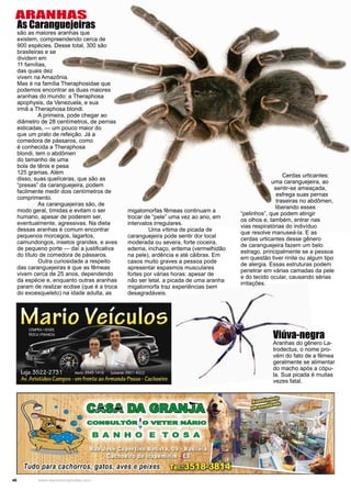 46 www.reportercapixaba.com
As Caranguejeiras
são as maiores aranhas que
existem, compreendendo cerca de
900 espécies. Desse total, 300 são
brasileiras e se
dividem em
11 famílias,
das quais dez
vivem na Amazônia.
Mas é na família Theraphosidae que
podemos encontrar as duas maiores
aranhas do mundo: a Theraphosa
apophysis, da Venezuela, e sua
irmã a Theraphosa blondi.
	 A primeira, pode chegar ao
diâmetro de 28 centímetros, de pernas
esticadas, — um pouco maior do
que um prato de refeição. Já a
comedora de pássaros, como
é conhecida a Theraphosa
blondi, tem o abdômen
do tamanho de uma
bola de tênis e pesa
125 gramas. Além
disso, suas quelíceras, que são as
“presas” da caranguejeira, podem
facilmente medir dois centímetros de
comprimento.
	 As caranguejeiras são, de
modo geral, tímidas e evitam o ser
humano, apesar de poderem ser,
eventualmente, agressivas. Na dieta
dessas aranhas é comum encontrar
pequenos morcegos, lagartos,
camundongos, insetos grandes, e aves
de pequeno porte — daí a justificativa
do título de comedora de pássaros.
	 Outra curiosidade a respeito
das caranguejeiras é que as fêmeas
vivem cerca de 25 anos, dependendo
da espécie e, enquanto outras aranhas
param de realizar ecdise (que é a troca
do exoesqueleto) na idade adulta, as
migalomorfas fêmeas continuam a
trocar de “pele” uma vez ao ano, em
intervalos irregulares.
	 Uma vítima de picada de
caranguejeira pode sentir dor local
moderada ou severa, forte coceira,
edema, inchaço, eritema (vermelhidão
na pele), ardência e até cãibras. Em
casos muito graves a pessoa pode
apresentar espasmos musculares
fortes por várias horas: apesar de
não ser letal, a picada de uma aranha
migalomorfa traz experiências bem
desagradáveis.
	 Cerdas urticantes:
uma caranguejeira, ao
sentir-se ameaçada,
esfrega suas pernas
traseiras no abdômen,
liberando esses
“pelinhos”, que podem atingir
os olhos e, também, entrar nas
vias respiratórias do indivíduo
que resolve manuseá-la. E as
cerdas urticantes desse gênero
de caranguejeira fazem um belo
estrago, principalmente se a pessoa
em questão tiver rinite ou algum tipo
de alergia. Essas estruturas podem
penetrar em várias camadas da pele
e do tecido ocular, causando sérias
irritações.
Viúva-negra
Aranhas do gênero La-
trodectus, o nome pro-
vém do fato de a fêmea
geralmente se alimentar
do macho após a cópu-
la. Sua picada é muitas
vezes fatal.
ARANHAS
 