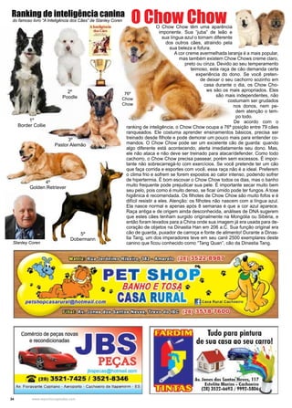34 www.reportercapixaba.com
O Chow Chow têm uma aparência
imponente. Sua “juba” de leão e
sua língua azul o tornam diferente
dos outros cães, atraindo pela
sua beleza e fofura.
A cor creme avermelhada laranja é a mais popular,
mas também existem Chow Chows creme claro,
preto ou cinza. Devido ao seu temperamento
teimoso, esta raça de cão demanda certa
experiência do dono. Se você preten-
de deixar o seu cachorro sozinho em
casa durante o dia, os Chow Cho-
ws são os mais apropriados. Eles
são mais independentes, não
costumam ser grudados
nos donos, nem pe-
dem atenção o tem-
po todo.
De acordo com o
ranking de inteligência, o Chow Chow ocupa a 76ª posição entre 79 cães
ranqueados. Ele costuma aprender ensinamentos básicos, precisa ser
treinado desde filhote e pode demorar um pouco mais para entender co-
mandos. O Chow Chow pode ser um excelente cão de guarda: quando
algo diferente está acontecendo, alerta imediatamente seu dono. Mas,
ele não ataca e não deve ser treinado para atacar/defender. Como todo
cachorro, o Chow Chow precisa passear, porém sem excessos. É impor-
tante não sobrecarregá-lo com exercícios. Se você pretende ter um cão
que faça corrida e esportes com você, essa raça não é a ideal. Preferem
o clima frio e sofrem se forem expostos ao calor intenso, podendo sofrer
de hipertermia. É bom escovar o Chow Chow todos os dias, mas o banho
muito frequente pode prejudicar sua pele. É importante secar muito bem
seu pelo, pois como é muito denso, se ficar úmido pode ter fungos. A tose
higiênica é recomendada. Os filhotes de Chow Chow são muito fofos e é
difícil resistir a eles. Atenção: os filhotes não nascem com a língua azul.
Ela nasce normal e apenas após 8 semanas é que a cor azul aparece.
Raça antiga e de origem ainda desconhecida, análises de DNA sugerem
que estes cães tenham surgido originalmente na Mongólia ou Sibéria, e
então foram levados para a China onde sua imagem já era usada para de-
coração de objetos na Dinastia Han em 206 a.C. Sua função original era
cão de guarda, puxador de carroça e fonte de alimento! Durante a Dinas-
tia Tang, um dos imperadores teve em seu canil 2500 exemplares deste
canino que ficou conhecido como “Tang Quan”, cão da Dinastia Tang.
O Chow Chow
1º
Border Collie
2º
Poodle
3º
Pastor Alemão
4º
Golden Retriever
5º
Dobermann
Ranking de inteligência canina
do famoso livro “A Inteligência dos Cães” de Stanley Coren
Stanley Coren
76º
Chow
Chow
PET SHOP,. ~
• -a ~ 0
BANHOE TOS~ "
pers110pcas1tural@Ootmall.com CASA RURAL ll]c,~ •w"c'"º'"º j ..J)
OOJ!j)J61:l.&im~CJirzn,Ul:m<!l:>IID:3 128J 3 5 ~ &;7.60O Cv-J~ ,
~·==:-aJ B
PEÇAS
-oer,o,,, oom
~ (21) 3521-7425 / 3521-8346
Av. Florirvaftta CypN,io •A«opono • c.choelro de lt~n • ES
Av. Joncs dos Santo,.•,(~ 117
Estelito Marim • Cod,oe,iro
(21) 3S22-6693 / 9'l97-S8Q6
 