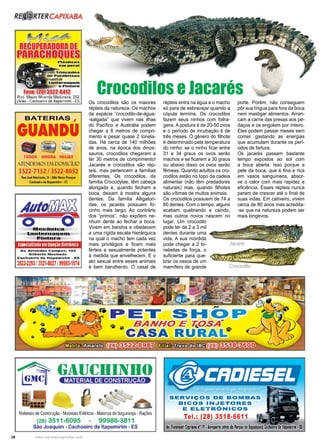 38 www.reportercapixaba.com
Os crocodilos são os maiores
répteis da natureza. Os machos
da espécie “crocodilo-de-água-
-salgada” que vivem nas ilhas
do Pacífico e Austrália podem
chegar a 8 metros de compri-
mento e pesar quase 2 tonela-
das. Há cerca de 140 milhões
de anos, na época dos dinos-
sauros, crocodilos chegaram a
ter 30 metros de comprimento!
Jacarés e crocodilos são rép-
teis, mas pertencem a famílias
diferentes. Os crocodilos, da
família Crocodylae, têm cabeça
alongada e, quando fecham a
boca, deixam à mostra alguns
dentes. Da família Alligatori-
dae, os jacarés possuem fo-
cinho mais largo. Ao contrário
dos “primos”, não expõem ne-
nhum dente ao fechar a boca.
Vivem em bandos e obedecem
a uma rígida escala hierárquica
na qual o macho tem cada vez
mais privilégios e ficam mais
férteis e sexualmente potentes
à medida que envelhecem. E o
ato sexual entre esses animais
é bem barulhento. O casal de
répteis entra na água e o macho
só para de esbravejar quando a
cópula termina. Os crocodilos
fazem seus ninhos com folha-
gens. A postura é de 20-50 ovos
e o período de incubação é de
três meses. O gênero do filhote
é determinado pela temperatura
do ninho: se o ninho ficar entre
31 e 34 graus os ovos serão
machos e se ficarem a 30 graus
ou abaixo disso os ovos serão
fêmeas. Quando adultos os cro-
codilos estão no topo da cadeia
alimentar (não têm predadores
naturais) mas, quando filhotes
são vítimas de muitos animais.
Os crocodilos possuem de 74 a
80 dentes. Com o tempo, alguns
acabam quebrando e caindo,
mas outros novos nascem no
lugar. Um crocodilo
pode ter de 2 a 3 mil
dentes durante uma
vida. A sua mordida
pode chegar a 2 to-
neladas de força, o
suficiente para que-
brar os ossos de um
mamífero de grande
porte. Porém, não conseguem
pôr sua língua para fora da boca
nem mastigar alimentos. Arran-
cam a carne das presas aos pe-
daços e os engolem por inteiro.
Eles podem passar meses sem
comer, gastando as energias
que acumulam durante os perí-
odos de fartura.
Os jacarés passam bastante
tempo expostos ao sol com
a boca aberta. Isso porque a
pele da boca, que é fina e rica
em vasos sanguíneos, absor-
ve o calor com mais rapidez e
eficiência. Esses répteis nunca
param de crescer até o final de
suas vidas. Em cativeiro, vivem
cerca de 80 anos mas acredita-
-se que na natureza podem ser
mais longevos.
Jacaré
Crocodilo
Crocodilos e Jacarés
RE~ RTERCAPIXABA
Fone:(281 352-2-6412
Rod. Mauro Miranda Madureira. 252
Valão - Cachoeiro de ltapemirim - ES
BATERIAS ,
GUANDU
• ~
TUDOR MOURA HELIAR
:TENDEMOS EN DOMICÍLIO
3522-7132 / 3522-8052
RuaJo,ó Mac!mo.21 -Alto Naw111,rquo
C-achooirode llapomlrtm• ES
Avio~
o o·MQÇA ■■lça
l!a■■ IQ~IIR~Qlff
l=lntu~ª'"
Especíalizado emlníeçãoBetróníca
A v. Arl a tldo a Campo s , 1 86
Cllborto Machado
Cochoolro d o l tapoml rtm • ES
3522-2293/3521-8027/99985-1574
MateriaisdeConstrução -Materiais Elétricos -Materiasde Segurança - Rações
(28) 3511-6095 - 99986-3811
São Joaquim - Cachoeiro de ltapemirim - ES
· J~7•J/=l--1#11JjU!Jf/t.J
SERVIÇOS DE BOMBAS
BICOS INJETORES
E ELETRÕNICOS
Tel.: (28) 3518-6611
A,. RoraYG1tiCrpriant1
1
19•Aeroportt(atrás•• hrqaede bposiÓfs) Cac eiro
 