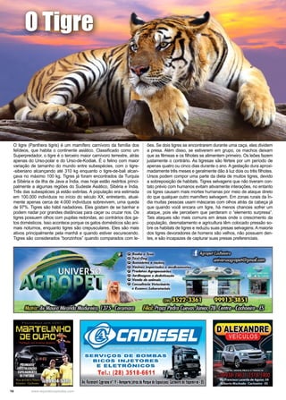 14 www.reportercapixaba.com
O tigre (Panthera tigris) é um mamífero carnívoro da família dos
felídeos, que habita o continente asiático. Classificado como um
Superpredador, o tigre é o terceiro maior carnívoro terrestre, atrás
apenas do Urso-polar e do Urso-de-Kodiak. É o felino com maior
variação de tamanho do mundo entre subespécies, com o tigre-
-siberiano alcançando até 310 kg enquanto o tigre-de-bali alcan-
çava no máximo 100 kg. Tigres já foram encontrados da Turquia
a Sibéria e da ilha de Java a Índia, mas hoje estão restritos princi-
palmente a algumas regiões do Sudeste Asiático, Sibéria e Índia.
Três das subespécies já estão extintas. A população era estimada
em 100.000 indivíduos no início do século XX, entretanto, atual-
mente apenas cerca de 4.000 indivíduos sobrevivem, uma queda
de 97%. Tigres são hábil nadadores. Eles gostam de se banhar e
podem nadar por grandes distâncias para caçar ou cruzar rios. Os
tigres possuem olhos com pupilas redondas, ao contrários dos ga-
tos domésticos. Isso acontece porque os gatos domésticos são ani-
mais noturnos, enquanto tigres são crepusculares. Eles são mais
ativos principalmente pela manhã e quando estiver escurecendo.
Tigres são considerados “bonzinhos” quando comparados com le-
O Tigre
ões. Se dois tigres se encontrarem durante uma caça, eles dividem
a presa. Além disso, se estiverem em grupo, os machos deixam
que as fêmeas e os filhotes se alimentem primeiro. Os leões fazem
justamente o contrário. As tigresas são férteis por um período de
apenas quatro ou cinco dias durante o ano. A gestação dura aproxi-
madamente três meses e geralmente dão à luz dois ou três filhotes.
Ursos podem compor uma parte da dieta de muitos tigres, devido
a sobreposição de habitats. Tigres selvagens que não tiveram con-
tato prévio com humanos evitam ativamente interações, no entanto
os tigres causam mais mortes humanas por meio de ataque direto
do que qualquer outro mamífero selvagem. Em zonas rurais da Ín-
dia muitas pessoas usam máscaras com olhos atrás da cabeça já
que quando você encara um tigre, há menos chances sofrer um
ataque, pois ele percebem que perderam o “elemento surpresa”.
Tais ataques são mais comuns em áreas onde o crescimento da
população, desmatamento e agricultura têm colocado pressão so-
bre os habitats de tigres e reduziu suas presas selvagens. A maioria
dos tigres devoradores de homens são velhos, não possuem den-
tes, e são incapazes de capturar suas presas preferenciais.
Vacinas .import
P:rodutos Agrapt>mtirlos
Jarr/magem e dedetizafiio
Venda de animais
Consultório Veterinário
s Exame$/ Labormonais
S IERVIÇOS DE BOMBAS
BICOS INJETORES
E ELETRÕNICOS
Tel.~ (28) 3518 6611
A,, Ror,unli Crprlonon• 1~•lenporto lotrós dt hrq.e de bp
 