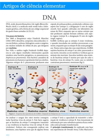 Artigos de ciência elementar

DNA
DNA, ácido desoxirribonucleico (do inglês DeoxyriboNucleic Acid), é a molécula onde reside toda a informação genética, sob a forma de um código sequencial
de quatro bases azotadas (A,T,C,G).
Um pouco de história
Em 1868 o bioquímico suíço Friedrich Miescher
(1844-1895) descobriu compostos desconhecidos ricos em fósforo, carbono, hidrogénio, azoto e oxigénio,
em núcleos isolados de células de pus, que designou
por nucleína.
Em 1928, o médico inglês Frederick Griffith deparou-se com alguns resultados interessantes quando
estudava uma bactéria patogénica, os pneumococos,
Steptococcus pneumoniae. Esta bactéria causadora de
pneumonia nos humanos é geralmente letal nos ratinhos.
Algumas estirpes de S. pneumoniae produzem uma
Estirpe R

(não virulenta)

Ratinho vive

Estirpe S
(virulenta)

cápsula de polissacarídeos, produzindo colónias com
aspeto liso (estirpe S, a designação S vem do inglês
smooth, liso) quando cultivadas em laboratório em
caixas de Petri; enquanto que as outras estirpes que
não produzem cápsula formam colónias com aspeto rugoso (estirpe R, a designação R vem do inglês
rough, rugoso).
Griffith verificou que as estirpes S eram virulentas,
e quando inoculadas em ratinhos provocavam a sua
morte, enquanto que as estirpes R não eram patogénicas. Numa outra etapa das suas experiências, Griffith
sujeitou bactérias de estirpe S ao calor, provocando a
sua morte, inoculou-as em ratinhos e verificou que os
animais não morriam. Inoculou também uma mistura de bactérias estirpe S mortas por ação do calor e
bactérias vivas de estirpe R e neste caso os ratinhos
contraíram pneumonia e morreram (fig.1).
Estirpe S
morta por ação
do calor

Ratinho morre Ratinho vive

Estirpe R

viva

e S

morta por ação de
calor

Ratinho morre

Figura 1 - Esquema das experiências de Griffith. (Adaptado de Madprime em Wikimedia Commons: Griffith experiment)

Ao analisar o sangue dos ratos mortos conseguiu
isolar bactérias vivas da estirpe S. Este facto sugeria
que as bactérias da estirpe S conseguiam transmitir
a sua virulência às bactérias vivas de estirpe R (não
virulentas). Embora não conseguindo explicar este
fenómeno, uma hipótese seria que de alguma forma
12 |

a estirpe S teria a capacidade de transmitir a informação de virulência à estirpe R. Esta transmissão de
informação por uma substância química ficou conhecida como princípio transformante.
O princípio transformante foi explicado com base
nas experiências de Oswald Avery, Colin MacLeod e

 