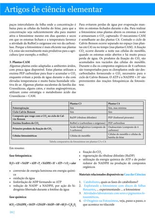 Artigos de ciência elementar
paços intercelulares da folha onde a concentração é
baixa para as células da bainha do feixe, para que a
concentração seja suficientemente alta para manter
ativa a fotossíntese mesmo em dias quentes e secos
em que os estomas fecham e a temperatura favorece
a atividade da RuBisCo oxigenase em vez da carboxilase. Porque a fotossíntese é mais eficiente nas plantas
C4, estas são normalmente mais produtivas para a agricultura (por exemplo, o milho).
3. Plantas CAM
Algumas plantas estão adaptadas a ambientes áridos,
com pouca água disponível. Estas plantas utilizam a
enzima PEP carboxilase para fixar e acumular o CO2
enquanto evitam a perda de água durante o dia com
elevadas temperaturas e muito baixa humidade relativa do ar. Algumas plantas suculentas da família das
Crassuláceas, alguns catos, e muitas angiospérmicas,
utilizam como estratégia o metabolismo ácido das
Crassuláceas – CAM.

Para evitarem perdas de água por evaporação mantêm os estomas fechados durante o dia. Para realizar
a fotossíntese estas plantas abrem os estomas à noite
e armazenam o CO2 capturado. O mecanismo CAM
é semelhante ao das plantas C4. Contudo o ciclo de
Calvin-Benson ocorre separado no espaço (nas plantas em C4) ou no tempo (nas plantas CAM). A fixação
CO2 ocorre durante a noite nas células do mesófilo,
quando os estomas estão abertos e há muito pouca
perda de água. Os produtos da fixação do CO2 são
acumulados nos vacúolos das células do mesófilo.
Durante o dia os compostos orgânicos de 4 carbonos
são transportados para os cloroplastos onde são descarboxilados fornecendo o CO2 necessário para o
ciclo de Calvin-Benson. O ATP e o NADPH + H+ são
provenientes das reações fotoquímicas da fotossíntese.

Plantas C3

Plantas C4

Fotorespiração

Sim

Sim, mas mínima

Ciclo Calvin-Benson

Sim

Sim

Composto que reage com o CO2 no ciclo de Calvin-Benson

RuDP (ribulose difosfato)

PEP (fosfoenol piruvato)

Enzima fixadora do CO2

RuBisCo (carboxilase e oxigenase) PEP carboxilase

Primeiro produto da fixação do CO2

Ácido fosfoglicérico (composto de
3 carbonos)

Oxaloacetato (composto de 4
carbonos)

Células fotossintéticas

Células do mesófilo

Células do mesófilo e células da
bainha do feixe

Tabela comparativa da fotossíntese em plantas C3 e C4

Em resumo:

•	 fixação do CO2
•	 regeneração da ribulose difosfato (RuDP)
•	 utilização da energia química do ATP e do poder
+
+
+
H2O + 4 H + NADP + ADP + Pi → NADPH + H + ATP + ½ O2 + calor
redutor do NADPH na produção de compostos
orgânicos
•	 conversão de energia luminosa em energia química
Materiais relacionados disponíveis na Casa das Ciências:
•	 oxidação da água
•	 fosforilação de ADP formando-se ATP
1.	 Catabolismo, quais as fases do catabolismo?
•	 redução de NADP+ a NADPH, por ação do hi- 2.	 Explorando a fotossíntese com discos de folhas
drogénio libertado durante a fotólise da água
flutuantes, ... experimentando ... a fotossíntese
3.	 Atividades laboratoriais com seres e pigmentos fofase química:
tossintéticos.
4.	 O Oxigénio na Fotossíntese, veja, passo a passo, o
6CO2 + 12NADPH2 + 18ATP → 12NADP + 18ADP + 18P + 6H2O + C6H12O6
que acontece no tilacoide
fase fotoquímica:

18 |

 