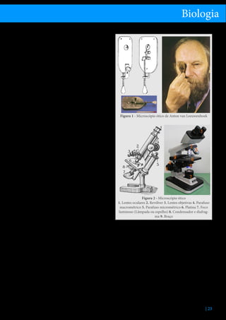 Biologia
Componentes mecânicos
•	 pé ou base – apoio a todos os componentes do microscópio
•	 braço – fixo à base, serve de suporte às lentes e à
platina
•	 platina – base de suporte e fixação da preparação,
tem uma abertura central (sobre a qual é colocada a preparação) que deixa passar a luz. As pinças
ajudam à fixação da preparação. A platina pode ser
deslocada nos microscópios mais modernos, nos
antigos tinha que se mover a própria amostra, segura pelas pinças.
•	 revólver – suporte das lentes objetivas, permite
trocar a lente objetiva rodando sobre um eixo
•	 tubo ou canhão – suporta a ocular na extremidade
superior
•	 parafuso macrométrico – permite movimentos
verticais da grande amplitude da platina
•	 parafuso micrométrico – permite movimentos
verticais lentos de pequena amplitude da platina
para focagem precisa da imagem
Componentes óticos
•	 condensador – sistema de duas lentes (ou mais)
convergentes que orientam e distribuem a luz
emitida de forma igual pelo campo de visão do microscópio
•	 diafragma – regula a quantidade de luz que atinge
o campo de visão do microscópio, através de uma
abertura que abre ou fecha em diâmetro (semelhante às máquinas fotográficas)
•	 fonte luminosa – atualmente utiliza-se luz artificial emitida por uma lâmpada incluída no próprio
microscópio com um interruptor e algumas vezes
com um reóstato que permite regular a intensidade
da luz. Os modelos antigos tinham um espelho de
duas faces: a face plana para refletir luz natural e a
face côncava para refletir luz artificial.
•	 lente ocular – cilindro com duas ou mais lentes
que permitem ampliar a imagem real fornecida
pela objetiva, formando uma imagem virtual mais
próxima dos olhos do observador. As oculares
podem ser de diferentes ampliações sendo a mais
comum de 10x. A imagem criada pela ocular é ampliada, direita e virtual.
•	 lente objetiva – conjunto de lentes fixas no revolver, que girando permite alterar a objetiva consoante a ampliação necessária. É a lente que fica
mais próxima do objeto a observar, projetando
uma imagem real, ampliada e invertida do mesmo.

Figura 1 - Microscópio ótico de Anton van Leeuwenhoek

Figura 2 - Microscópio ótico
1. Lentes oculares 2. Revólver 3. Lentes objetivas 4. Parafuso
macrométrico 5. Parafuso micrométrico 6. Platina 7. Foco
luminoso (Lâmpada ou espelho) 8. Condensador e diafragma 9. Braço

As objetivas secas, geralmente com ampliação de
10x, 40x e 50x, são assim designadas porque entre
a sua extremidade e a preparação existe somente
ar. As objetivas de imersão (ampliação até 100x),
pelo contrário, têm a sua extremidade mergulhada
em óleo com o intuito de aumentar o poder de
resolução da objetiva: como o índice de refração
de óleo é semelhante ao do vidro o feixe de luz não
é tão desviado para fora da objetiva.
Como funciona o microscópio ótico
A intensidade da luz pode ser regulada diretamente
através do reóstato que atua na própria fonte luminosa ou indiretamente através do condensador e do
diafragma: a intensidade aumenta se se subir o con| 23

 