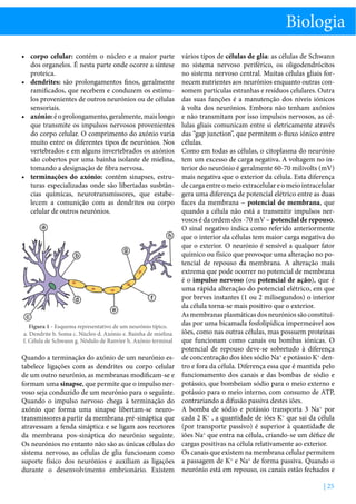 Biologia
•	 corpo celular: contém o núcleo e a maior parte
dos organelos. É nesta parte onde ocorre a síntese
proteica.
•	 dendrites: são prolongamentos finos, geralmente
ramificados, que recebem e conduzem os estímulos provenientes de outros neurónios ou de células
sensoriais.
•	 axónio: é o prolongamento, geralmente, mais longo
que transmite os impulsos nervosos provenientes
do corpo celular. O comprimento do axónio varia
muito entre os diferentes tipos de neurónios. Nos
vertebrados e em alguns invertebrados os axónios
são cobertos por uma bainha isolante de mielina,
tomando a designação de fibra nervosa.
•	 terminações do axónio: contêm sinapses, estruturas especializadas onde são libertadas susbtâncias químicas, neurotransmissores, que estabelecem a comunição com as dendrites ou corpo
celular de outros neurónios.
a
h
g

b

f

d
c

e

Figura 1 - Esquema representativo de um neurónio típico.
a. Dendrite b. Soma c. Núcleo d. Axónio e. Bainha de mielina
f. Célula de Schwann g. Nódulo de Ranvier h. Axónio terminal

Quando a terminação do axónio de um neurónio estabelece ligações com as dendrites ou corpo celular
de um outro neurónio, as membranas modificam-se e
formam uma sinapse, que permite que o impulso nervoso seja conduzido de um neurónio para o seguinte.
Quando o impulso nervoso chega à terminação do
axónio que forma uma sinapse libertam-se neurotransmissores a partir da membrana pré-sináptica que
atravessam a fenda sináptica e se ligam aos recetores
da membrana pos-sináptica do neurónio seguinte.
Os neurónios no entanto não são as únicas células do
sistema nervoso, as células de glia funcionam como
suporte físico dos neurónios e auxiliam as ligações
durante o desenvolvimento embrionário. Existem

vários tipos de células de glia: as células de Schwann
no sistema nervoso periférico, os oligodendrócitos
no sistema nervoso central. Muitas células gliais fornecem nutrientes aos neurónios enquanto outras consomem partículas estranhas e resíduos celulares. Outra
das suas funções é a manutenção dos níveis iónicos
à volta dos neurónios. Embora não tenham axónios
e não transmitam por isso impulsos nervosos, as células gliais comunicam entre si eletricamente através
das “gap junction”, que permitem o fluxo iónico entre
células.
Como em todas as células, o citoplasma do neurónio
tem um excesso de carga negativa. A voltagem no interior do neurónio é geralmente 60-70 milivolts (mV)
mais negativa que o exterior da célula. Esta diferença
de carga entre o meio extracelular e o meio intracelular
gera uma diferença de potencial elétrico entre as duas
faces da membrana – potencial de membrana, que
quando a célula não está a transmitir impulsos nervosos é da ordem dos -70 mV – potencial de repouso.
O sinal negativo indica como referido anteriormente
que o interior da células tem maior carga negativa do
que o exterior. O neurónio é sensível a qualquer fator
químico ou físico que provoque uma alteração no potencial de repouso da membrana. A alteração mais
extrema que pode ocorrer no potencial de membrana
é o impulso nervoso (ou potencial de ação), que é
uma rápida alteração do potencial elétrico, em que
por breves instantes (1 ou 2 milisegundos) o interior
da célula torna-se mais positivo que o exterior.
As membranas plasmáticas dos neurónios são constituídas por uma bicamada fosfolipídica impermeável aos
iões, como nas outras células, mas possuem proteínas
que funcionam como canais ou bombas iónicas. O
potencial de repouso deve-se sobretudo à diferença
de concentração dos iões sódio Na+ e potássio K+ dentro e fora da célula. Diferença essa que é mantida pelo
funcionamento dos canais e das bombas de sódio e
potássio, que bombeiam sódio para o meio externo e
potássio para o meio interno, com consumo de ATP,
contrariando a difusão passiva destes iões.
A bomba de sódio e potássio transporta 3 Na+ por
cada 2 K+ , a quantidade de iões K+ que sai da célula
(por transporte passivo) é superior à quantidade de
iões Na+ que entra na célula, criando-se um défice de
cargas positivas na célula relativamente ao exterior.
Os canais que existem na membrana celular permitem
a passagem de K+ e Na+ de forma passiva. Quando o
neurónio está em repouso, os canais estão fechados e
| 25

 