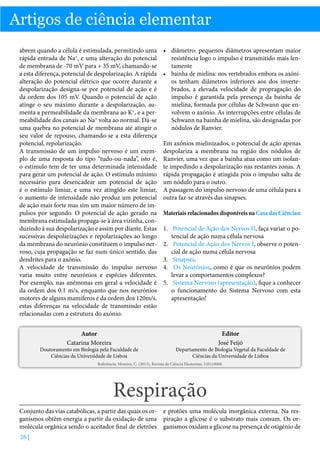 Artigos de ciência elementar
abrem quando a célula é estimulada, permitindo uma
rápida entrada de Na+, e uma alteração do potencial
de membrana de -70 mV para + 35 mV, chamando-se
a esta diferença, potencial de despolarização. A rápida
alteração do potencial elétrico que ocorre durante a
despolarização designa-se por potencial de ação e é
da ordem dos 105 mV. Quando o potencial de ação
atinge o seu máximo durante a despolarização, aumenta a permeabilidade da membrana ao K+, e a permeabilidade dos canais ao Na+ volta ao normal. Dá-se
uma quebra no potencial de membrana até atingir o
seu valor de repouso, chamando-se a esta diferença
potencial, repolarização.
A transmissão de um impulso nervoso é um exemplo de uma resposta do tipo “tudo-ou-nada”, isto é,
o estímulo tem de ter uma determinada intensidade
para gerar um potencial de ação. O estímulo mínimo
necessário para desencadear um potencial de ação
é o estímulo limiar, e uma vez atingido este limiar,
o aumento de intensidade não produz um potencial
de ação mais forte mas sim um maior número de impulsos por segundo. O potencial de ação gerado na
membrana estimulada propaga-se à área vizinha, conduzindo à sua despolarização e assim por diante. Estas
sucessivas despolarizações e repolarizações ao longo
da membrana do neurónio constituem o impulso nervoso, cuja propagação se faz num único sentido, das
dendrites para o axónio.
A velocidade de transmissão do impulso nervoso
varia muito entre neurónios e espécies diferentes.
Por exemplo, nas anémonas em geral a velocidade é
da ordem dos 0.1 m/s, enquanto que nos neurónios
motores de alguns mamíferos é da ordem dos 120m/s.
estas diferenças na velocidade de transmissão estão
relacionadas com a estrutura do axónio:
Autor
Catarina Moreira

Doutoramento em Biologia pela Faculdade de
Ciências da Universidade de Lisboa

•	 diâmetro: pequenos diâmetros apresentam maior
resistência logo o impulso é transmitido mais lentamente
•	 bainha de mielina: nos vertebrados embora os axónios tenham diâmetros inferiores aos dos invertebrados, a elevada velocidade de propragação do
impulso é garantida pela presença da bainha de
mielina, formada por células de Schwann que envolvem o axónio. As interrupções entre células de
Schwann na bainha de mielina, são designadas por
nódulos de Ranvier.
Em axónios mielinizados, o potencial de ação apenas
despolariza a membrana na região dos nódulos de
Ranvier, uma vez que a bainha atua como um isolante impedindo a despolarização nas restantes zonas. A
rápida propagação é atingida pois o impulso salta de
um nódulo para o outro.
A passagem do impulso nervoso de uma célula para a
outra faz-se através das sinapses.
Materiais relacionados disponíveis na Casa das Ciências:
1.	 Potencial de Ação dos Nervos II, faça variar o potencial de ação numa célula nervosa
2.	 Potencial de Ação dos Nervos I, observe o potencial de ação numa célula nervosa
3.	 Sinapses.
4.	 Os Neurónios, como é que os neurónios podem
levar a comportamentos complexos?
5.	 Sistema Nervoso (apresentação), fique a conhecer
o funcionamento do Sistema Nervoso com esta
apresentação!

Editor
José Feijó

Departamento de Biologia Vegetal da Faculdade de
Ciências da Universidade de Lisboa

Referência: Moreira, C. (2013), Revista de Ciência Elementar, 1(01):0006

Respiração
Conjunto das vias catabólicas, a partir das quais os or- e protões uma molécula inorgânica externa. Na resganismos obtêm energia a partir da oxidação de uma piração a glicose é o substrato mais comum. Os ormolécula orgânica sendo o aceitador final de eletrões ganismos oxidam a glicose na presença de oxigénio de
26 |

 