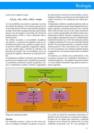 Biologia
acordo com a seguinte reação:
C6H12O6 + 6O2 → 6CO2 + 6H2O + energia
As vias metabólicas associadas à respiração ocorrem
nas células das plantas e dos animais, gerando cerca
de 38 moléculas de ATP por cada molécula de glicose
oxidada. Nem toda a energia produzida é aproveitada,
apenas cerca de metade é conservada sob a forma de
energia química (ATP) e o resto é libertado sobre a
forma de calor.
Nas células eucariotas as necessidades energéticas
são maiores, e a presença de organelos como as mitocôndrias permitem uma oxidação completa do ácido pirúvico obtido na glicólise, originando compostos mais simples (água e dióxido de carbono) com
libertação de energia. Esta via metabólica ocorre na
presença de oxigénio e denomina-se respiração aeróbia.
O metabolismo aeróbico é bastante mais eficiente do
ponto de vista energético que o metabolismo anaeróbico, partilham as primeiras reações da glicólise e depois o metabolismo aeróbico continua a degradação

do ácido pirúvico através do ciclo de Krebs e da fosforilação oxidativa, que decorre nas mitocôndrias das
células eucariotas e no citoplasma das células procariotas.
A degradação oxidativa completa da glicose pode ser
compartimentada em quatro etapas bioquímicas principais: a glicólise, a formação do acetil-CoA, o ciclo de
Krebs (ciclo do ácido cítrico ou dos ácidos tricarboxílicos) e a cadeia transportadora de eletrões onde se dá a
fosforilação oxidativa. Durante a respiração um composto orgânico (geralmente açúcar) é completamente
oxidado formando CO2 e H2O. Na respiração aeróbia,
o oxigénio molecular, O2 serve como aceitador final de
eletrões. Na respiração anaeróbia, o aceitador final de
eletrões pode ser o NO3- (ião nitrato), SO42- (ião sulfato), CO2 ou fumarato. Se o substrato oxidado durante
a respiração for uma proteína então forma-se também
amónia.
As bactérias, ao contrário das cianobactérias e dos
eucariotas, possuem vias metabólicas alternativas à
oxidação da glicose: a via oxidativa da pentose fosfato
e a via de Entner-Doudoroff. Aqui apenas iremos reportar a glicólise.

AUTOTRÓFICOS
Fotossíntese
Armazenamento de energia química
Alimento
AUTOTRÓFICOS e
HETEROTRÓFICOS
Via aeróbica

Glicólise
Respiração
celular

Formação de
Acetil-CoA
Ciclo de Krebs

Via anaeróbica

Glicólise
Restantes
reações da
fermentação

Cadeia respiratória
- Oxidação incompleta
- Oxidação completa
-Resíduos: H2O e CO2

-Resíduos: etanol ou ácido láctico ou CO2
- Energia: 2 ATP

- Energia: 36 ATP

Etapas da respiração aeróbia:
Glicólise
Via metabólica comum a todos os seres vivos consiste na oxidação incompleta da glicose em piruva-

to e ocorre no citosol de eucariotas e procariotas. A
glicólise ocorre na presença ou ausência de oxigénio.
Consiste em 10 reações que convertem a molécula
de glicose com 6 átomos de carbono (6C) em duas
moléculas de piruvato com 3C, com produção de
| 27

 