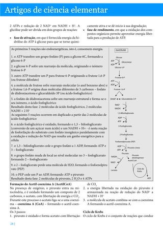Artigos de ciência elementar
2 ATPs e redução de 2 NAD+ em NADH + H+. A
glicólise pode ser divida em dois grupos de reações:

camente ativa e se dê início à sua degradação;
•	 fase de rendimento, em que a oxidação dos compostos orgânicos permite aproveitar energia liber•	 fase de ativação, em que é fornecida energia da hitada para a produção de ATP.
drólise do ATP à glicose para que se torne quimiAs primeiras 5 reações são endoenergéticas, isto é, consomem energia.
1. o ATP transfere um grupo fosfato (P) para a glicose 6C, formando a
glicose 6-P
2. a glicose 6-P sofre um rearranjo da molécula, originando o isómero
frutose 6-P
3. outro ATP transfere um P para frutose 6-P originando a frutose 1,6-P
(ou frutose difosfato)

GLICÓLISE
Glicose

ATP

Glicocinese

ADP

Glicose-5-P

Frutose-6-P

ATP

4. a molécula de frutose sofre rearranjo molecular (o anel benzeno abre) e
a frutose 1,6-P origina duas moléculas diferentes de 3 carbonos – fosfato
de diidroxiacetona e gliceraldeído 3P (ou ácido fosfoglicérico)

ADP

5. a fosfato de diidroxiacetona sofre um rearranjo estrutural e forma-se o
seu isómero, o ácido fosfoglicérico
Resultado desta fase: 2 moléculas de ácido fosfoglicérico, 2 moléculas
NADH + 2 H+
As seguintes 5 reações ocorrem em duplicado a partir das 2 moléculas de
ácido fosfoglicérico

DHAP

6. o ácido fosfoglicérico é oxidado, formando o 1,3 – bifosfoglicerato
(conversão de um açúcar num ácido) e um NADH + H+ - é nesta reação
de fosforilação do substrato com fosfato inorgânico paralelamente com
a oxidação e redução do NAD que resulta um ganho energético para a
célula

Frutose-1,6-P

NAD+
NADH
1,3-Bifosfoglicerato

ADP
ATP
3-Fosfoglicerato

2-Fosfoglicerato
Fosfoenolpiruvato (PEP)

7. o 1,3 – bifosfoglicerato cede o grupo fosfato a 1 ADP, formando ATP e
3 – fosfoglicerato
8. o grupo fosfato muda de local ao nível molecular no 3 – fosfoglicerato
formando 2 – fosfoglicerato
9. o 2 – fosfoglicerato perde uma molécula de H2O, formando o fosfoenolpiruvato (PEP)
10. o PEP cede um P ao ADP, formando ATP e piruvato
Resultado desta fase: 2 moléculas de piruvato, 2 H2O e 4 ATPs
Formação do Acetil-coenzima A (AcetilCoA)
Na presença de oxigénio, o piruvato entra na mitocôndria, e é oxidado formando um composto de 2
carbonos, o acetato, com libertação de energia e CO2.
Durante este processo o acetato liga-se a uma coenzima – coenzima A (CoA) – formando o acetil-coenzima A.
Os 3 passos:
1.	 piruvato é oxidado e forma acetato com libertação
28 |

Gliceraldeido-3-P

ADP
ATP

Piruvato-cinese
Piruvato

NADH
NAD+
Lactato

Piruvato
desidrogenase
Acetil CoA

Ciclo de
Krebs

ATP

de CO2
2.	 a energia libertada na oxidação do piruvato é
armazenada na reação de redução do NAD+ a
NADH + H+
3.	 a molécula de acetato combina-se com a coenzima
A formando o acetil-coenzima A.
Ciclo de Krebs
O ciclo de Krebs é o conjunto de reações que conduz

 