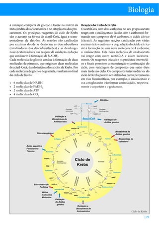 Biologia
Reações do Ciclo de Krebs
O acetilCoA com dois carbonos no seu grupo acetato
reage com o oxaloacetato (ácido com 4 carbonos) formando um composto de 6 carbonos, o ácido cítrico
(citrato). As seguintes reações catalizadas por várias
enzimas irão continuar a degradação do ácido citríco
até à formação de uma nova molécula de 4 carbonos,
o oxaloacetato. Esta nova molécula de oxaloacetato
vai reagir com outro acetilCoA e assim sucessivamente. Os reagentes iniciais e os produtos intermédios e finais permitem a manutenção e continuação do
ciclo, com reciclagem de compostos que serão úteis
mais tarde no ciclo. Os compostos intermediários do
ciclo de Krebs podem ser utilizados como percursores
em vias biossintéticas, por exemplo, o oxaloacetato e
o α-cetoglutarato irão formar aminoácidos, respetivamente o aspartato e o glutamato.

à oxidação completa da glicose. Ocorre na matriz da
mitocôndria dos eucariontes e no citoplasma dos procariontes. Os principais reagentes do ciclo de Krebs
são o acetato na forma de acetil-CoA, água e transportadores de eletrões. As reações são catalisadas
por enzimas donde se destacam as descarboxilases
(catalisadores das descarboxilações) e as desidrogenases (catalizadores das reações de oxidação-redução
que conduzem à formação de NADH).
Cada molécula de glicose conduz à formação de duas
moléculas de piruvato, que originam duas moléculas
de acteil-CoA, dando inicio a dois ciclos de Krebs. Por
cada molécula de glicose degradada, resultam no final
do ciclo de Krebs:
6 moléculas de NADH
2 moléculas de FADH2
2 moléculas de ATP
4 moléculas de CO2

Glicólise

Piruvirato
carboxilase

Piruviratodesidrogenáse

Oxidação e
Biossíntese de
Aminoácidos

Oxidação de
Ácidos gordos

Biossíntese de
Ácidos gordos

Gluconeogénese

Ciclo de
Krebs

Oxidação
de Ácidos
gordos

e

itrato ase
Isoc rogen
id
Des

Valina
Isoleucina
Metionina

Aconitase

Iso
De citr
sid ato
ro ge
na
s

e

Biossíntese de
Porfirina

se

ita

on

Ac

e

SuccinatoDesidrogenase

Biossíntese de
colesterol

Citr
a
sinte to
tase

toase
Mala rogen
id
des

Ácido aspártico
Fenilalanina
Tirosina

a-Ce
tog
Desid lutarato
roge
nase

•	
•	
•	
•	

C

Oxidação e
Biossíntese de
Aminoácidos

Ciclo de Krebs

| 29

 