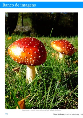 Banco de imagens

Mata-moscas - Amanita muscaria (Foto de Paulo Talhadas dos Santos)

78 |

Clique nas imagens para as descarregar a par

 